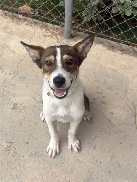 Waylon - Australian Cattle Dog/Blue Heeler