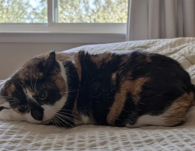 Diamond - Domestic Short Hair