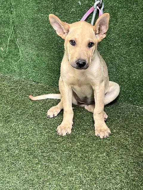 Sandia - Chinese Shar-Pei