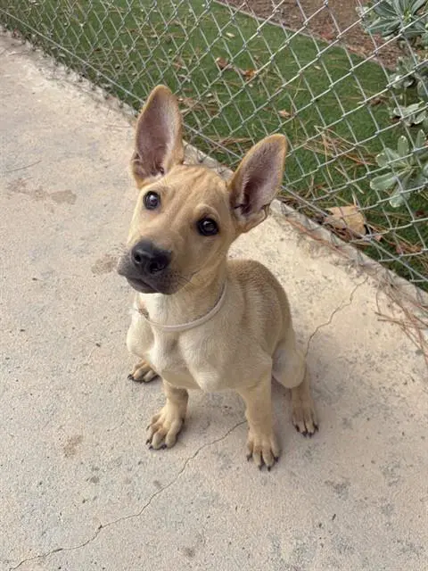 Sandia - Chinese Shar-Pei