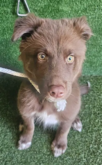 Coco - Australian Shepherd