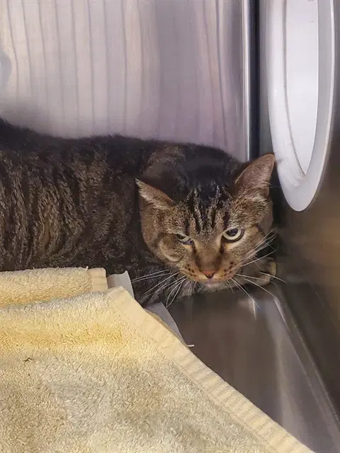 Piper - Domestic Short Hair