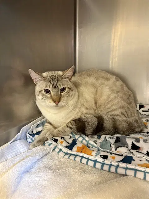 Miso - Domestic Short Hair