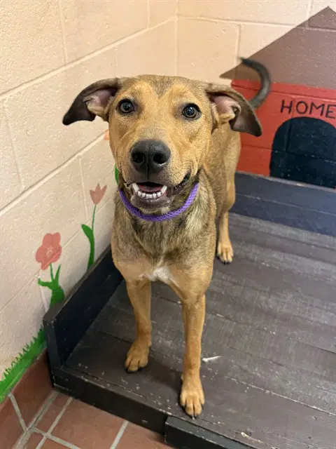 Sunny - Doberman Pinscher