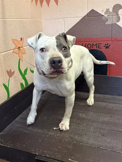Bella - Pit Bull Terrier