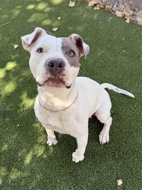 Bella - Pit Bull Terrier
