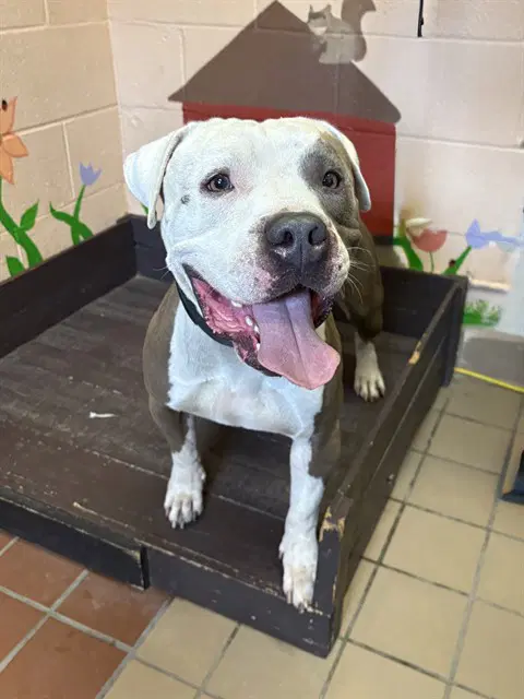 Big Meech - Pit Bull Terrier