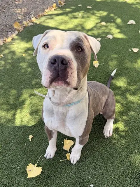 Big Meech - Pit Bull Terrier