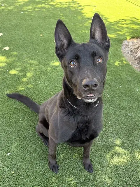 Gunner Amigo - Belgian Shepherd Malinois