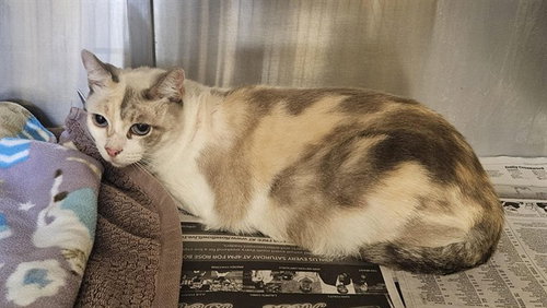 picture of the cat needing adoption