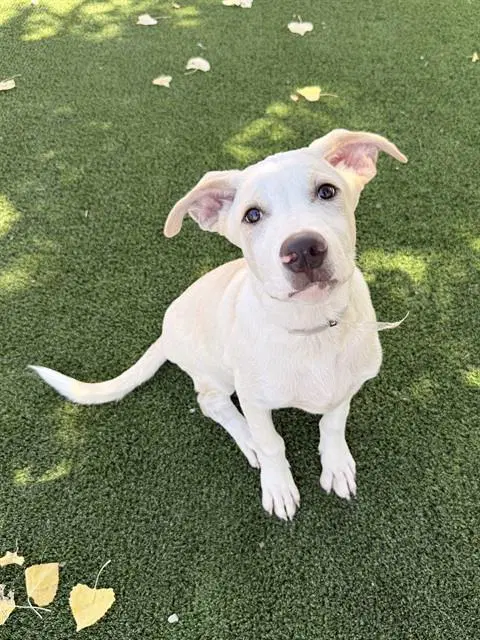 Knox - Carolina Dog