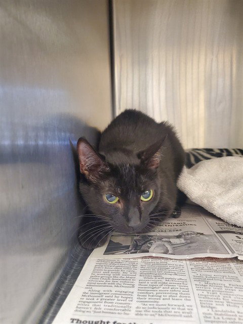 picture of the cat needing adoption
