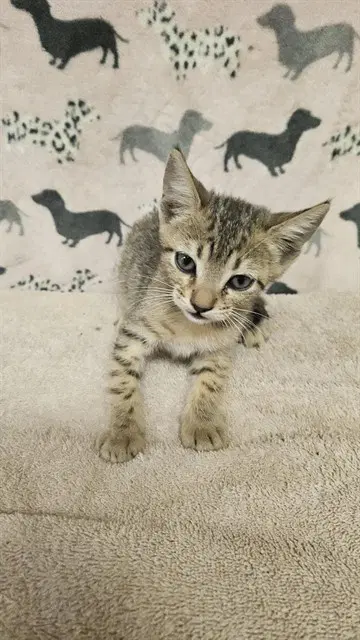 Unknown - Domestic Short Hair