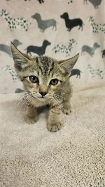 Unknown - Domestic Short Hair