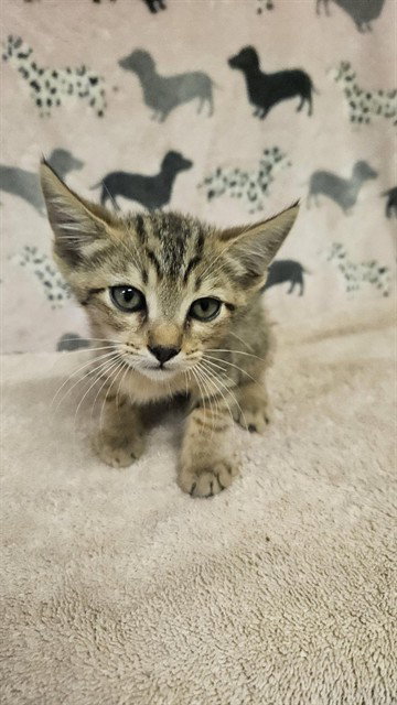 RUSTY, a cat for adoption from Los Angeles County Animal Control - Castaic