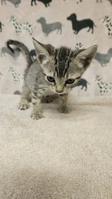Unknown - Domestic Short Hair