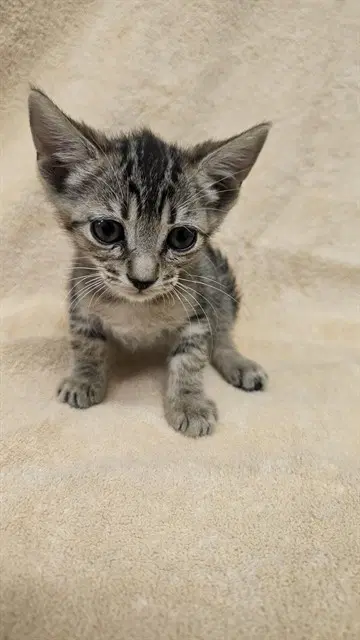 Unknown - Domestic Short Hair