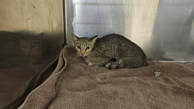 Unknown - Domestic Short Hair