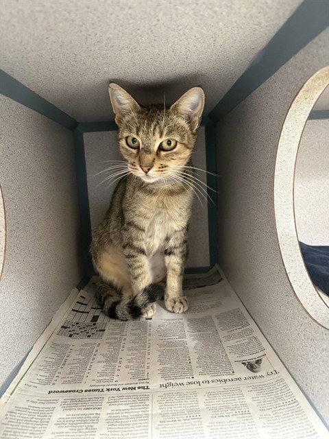 AUTUMN, a cat for adoption from Los Angeles County Animal Control - Castaic
