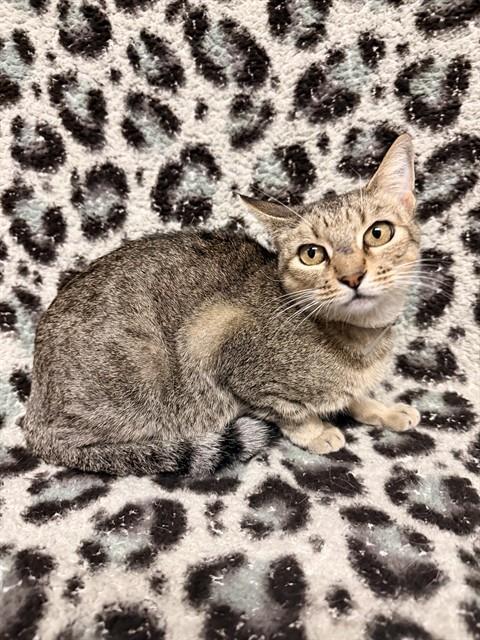 Autumn, Domestic Short Hair (medium coat)
