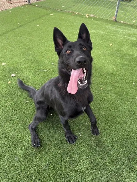 Moon - German Shepherd Dog