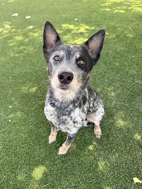 Kavo - Australian Cattle Dog/Blue Heeler
