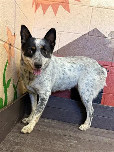 Luna - Australian Cattle Dog/Blue Heeler