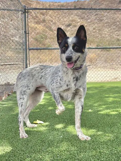 Luna - Australian Cattle Dog/Blue Heeler