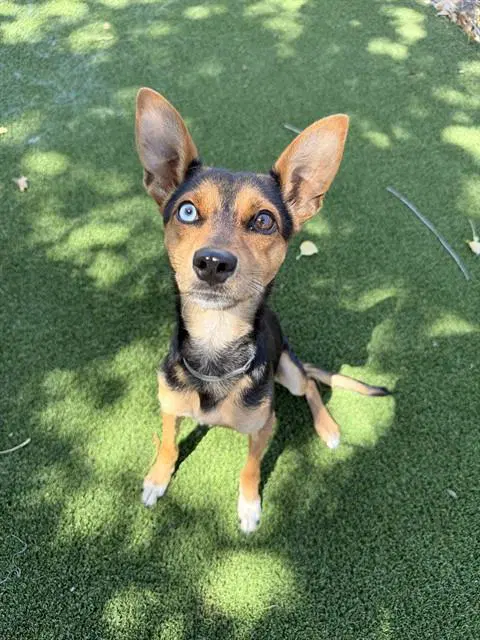 Russet - Rat Terrier