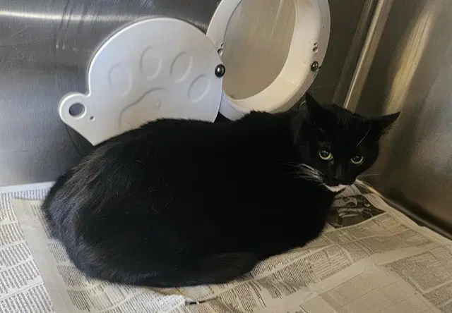 Lucy - Domestic Short Hair
