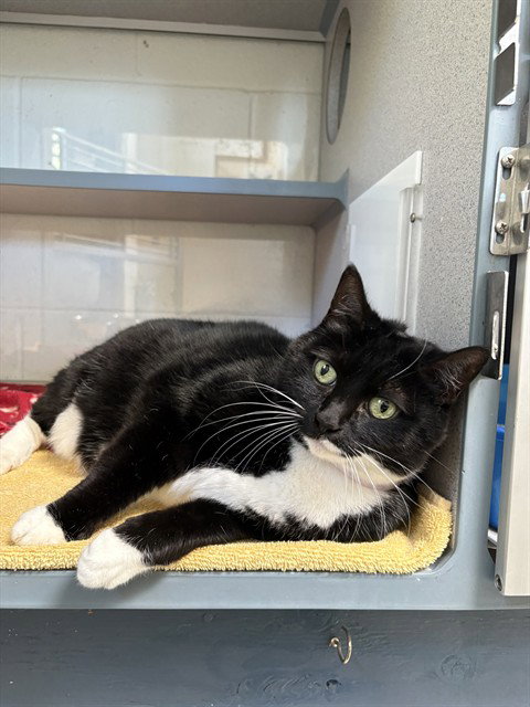 LUCY, a cat for adoption from Los Angeles County Animal Control - Castaic
