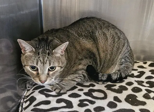 Taco - Domestic Short Hair