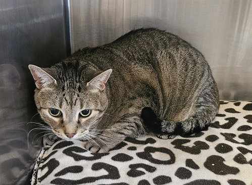 picture of the cat needing adoption
