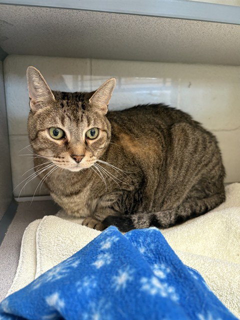 TACO, a cat for adoption from Los Angeles County Animal Control - Castaic