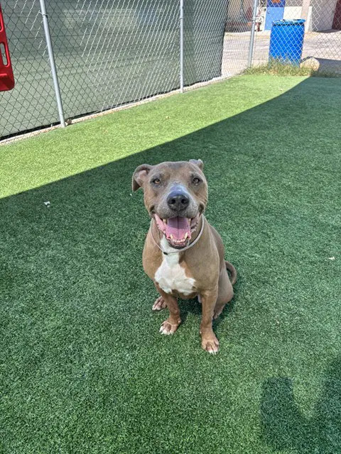 Lilly - Pit Bull Terrier