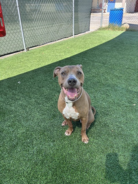 LILY, a dog for adoption from Los Angeles County Animal Control - Castaic