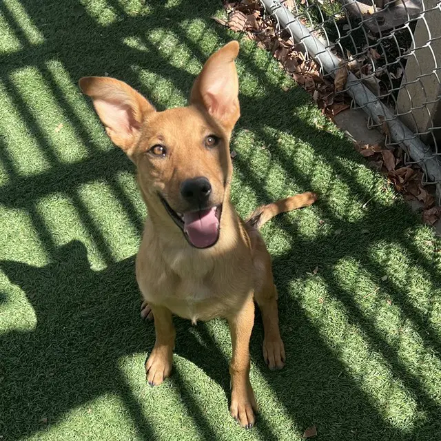 Honey Bun - German Shepherd Dog
