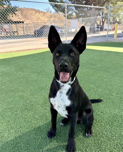 KOBE, a dog for adoption from Los Angeles County Animal Control - Castaic