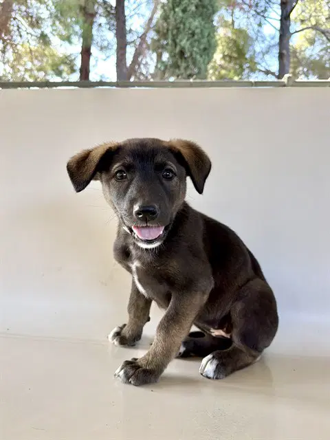 Nana - German Shepherd Dog