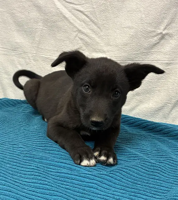 Mushu - German Shepherd Dog