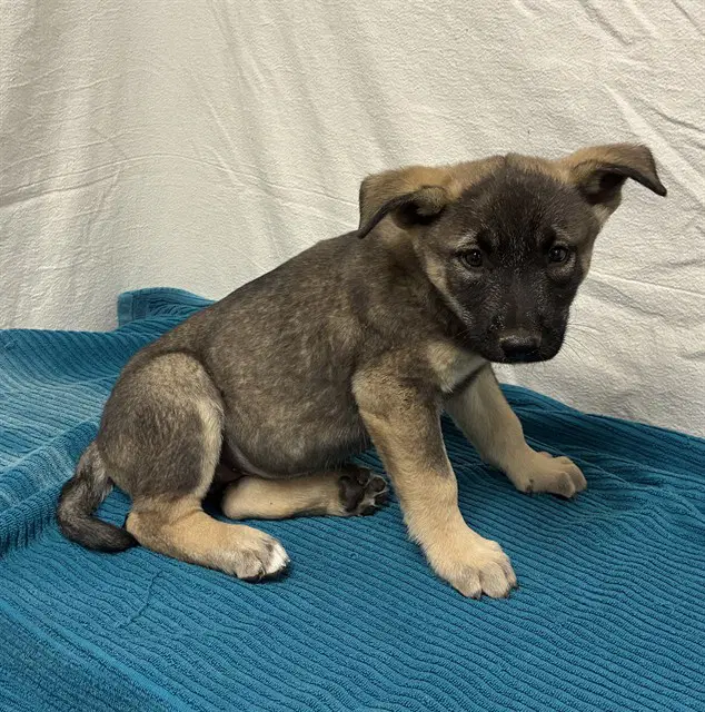 Bolt - German Shepherd Dog