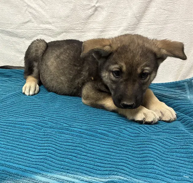 Sully - German Shepherd Dog