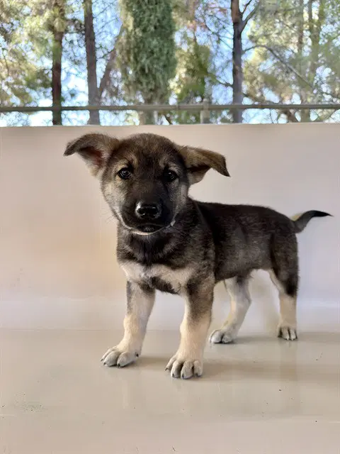 Sully - German Shepherd Dog