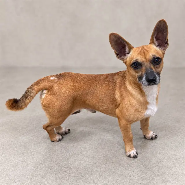 Gleep - Chihuahua