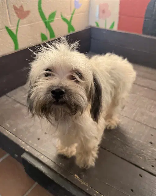 Abby - Maltese