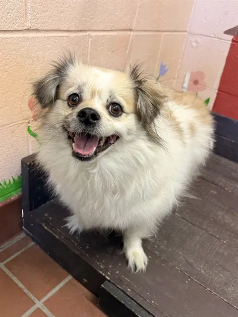 Molly - American Eskimo Dog