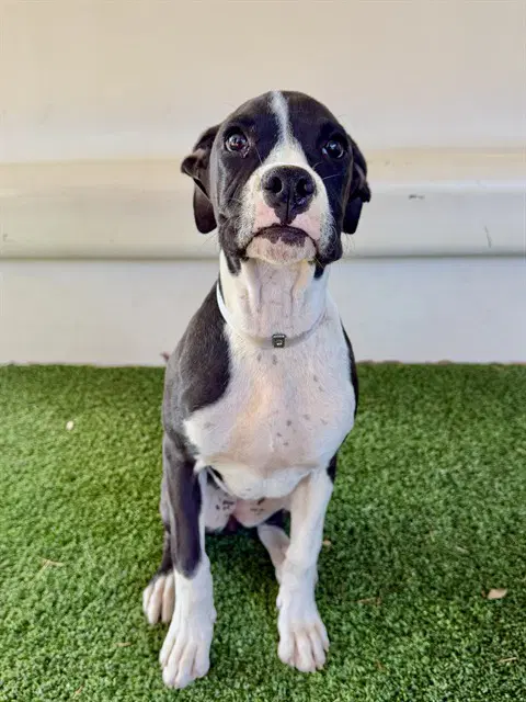 Vaca - Boxer