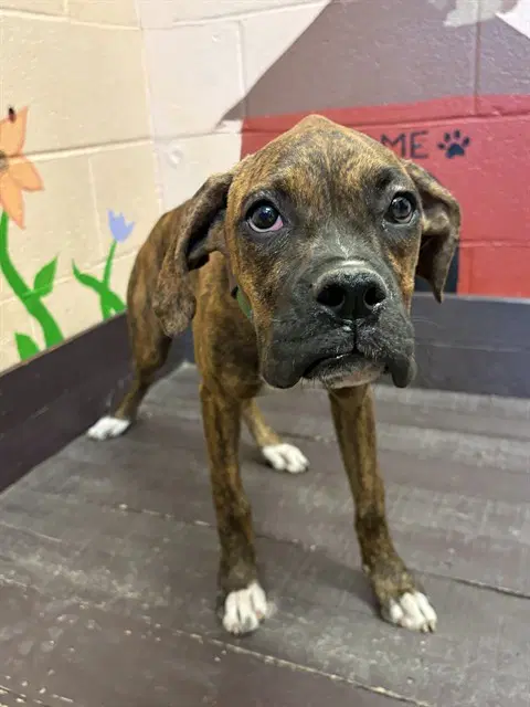 Luna - Boxer