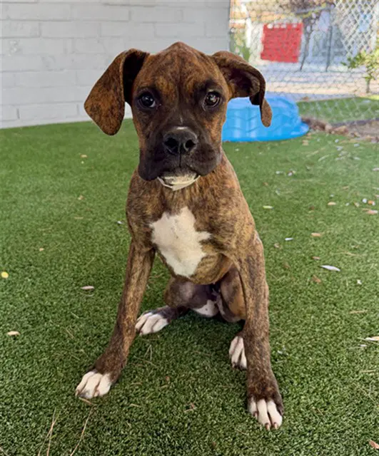 Luna - Boxer
