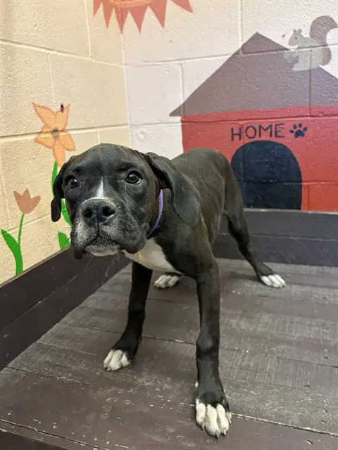 Eclipse - Boxer